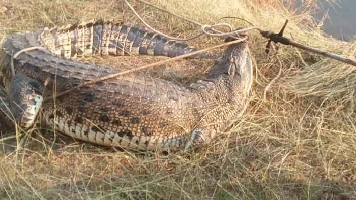 Người dân vây bắt con cá sấu khổng lồ, cảnh tượng gây 'thót tim' Ảnh 1