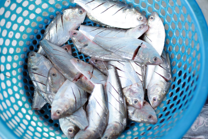 Thịt cá béo nhẹ, vị ngọt tự nhiên, xương nhiều nhưng mảnh và mềm. (Ảnh minh họa từ Internet)