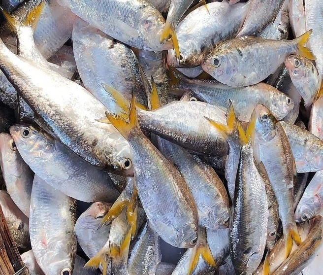 Dù kích thước nhỏ, cá mòi lại sở hữu giá trị dinh dưỡng vượt trội. (Ảnh minh họa từ Internet)