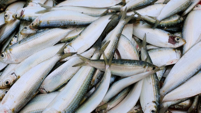Cá trích là loài cá nhỏ, nhiều dầu, có giá trị dinh dưỡng tương đương cá mòi. (Ảnh minh họa từ Internet)