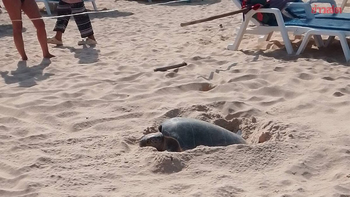 Sinh vật đẻ 125 quả trứng giữa bãi biển, khách du lịch vây quanh để xem Ảnh 1