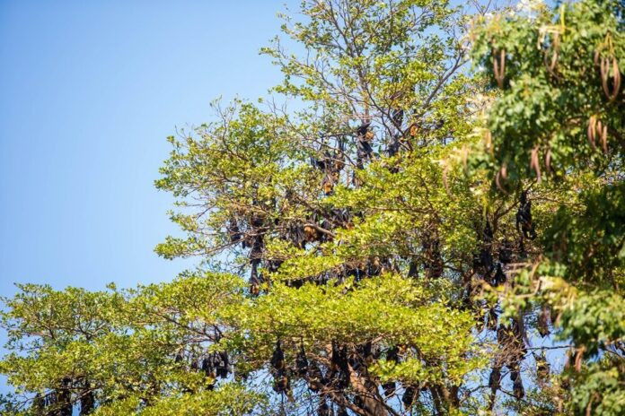 Hàng nghìn sinh vật đu kín trên cây, cảnh tượng khiến người dân lo lắng Ảnh 5