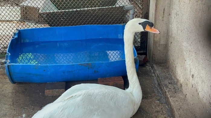 Cá thể thiên nga trắng bị bắt trộm đã được giải cứu, đưa trở lại Thảo Cầm Viên. Ảnh: Người Lao Động