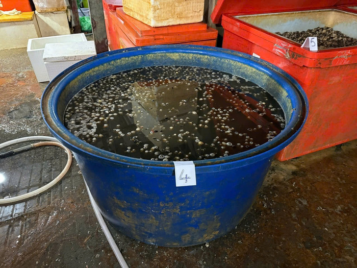 Hình ảnh bên trong cơ sở ngâm ốc bưu bằng hoá chất. Ảnh: Bộ Công an