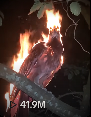 Xôn xao clip phượng hoàng lửa đập cánh trong đêm, dân mạng tranh cãi thực hư Ảnh 1