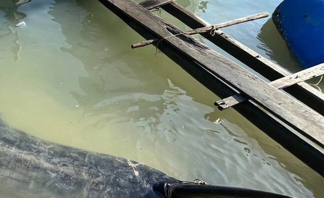 Đang neo đậu thuyền, ngư dân gặp cảnh tượng đau lòng của sinh vật quý hiếm Ảnh 1