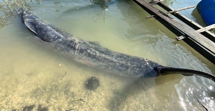 Đang neo đậu thuyền, ngư dân gặp cảnh tượng đau lòng của sinh vật quý hiếm Ảnh 2