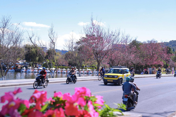 Mùa hoa anh đào 'nhuộm hồng' Đà Lạt Ảnh 5