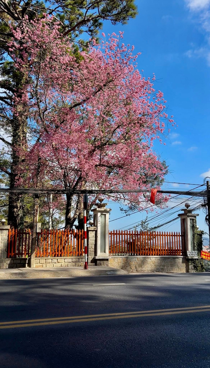 Mùa hoa anh đào 'nhuộm hồng' Đà Lạt Ảnh 3