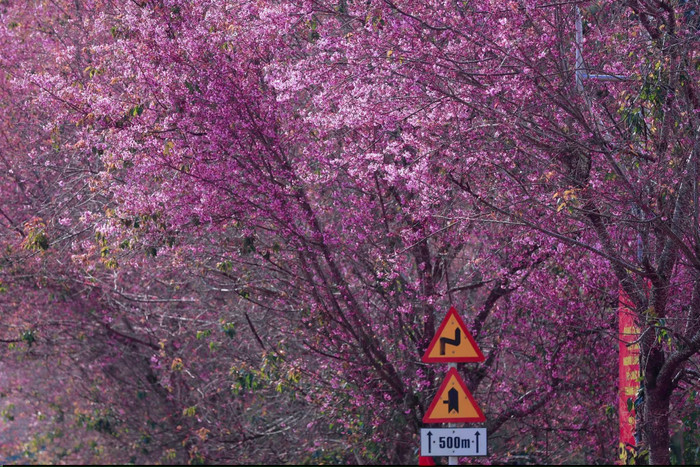 Sắc hồng tinh khôi của hoa anh đào, làm xiêu lòng du khách khi ghé thăm Đà Lạt mùa này. Nguồn ảnh: Page Yêu Đà Lạt