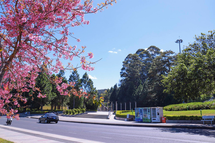 Mùa hoa anh đào 'nhuộm hồng' Đà Lạt Ảnh 6