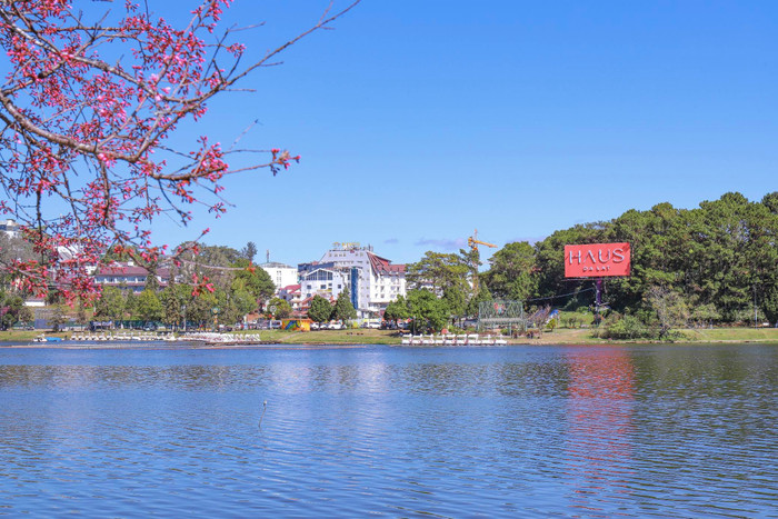 Hoa anh đào 'nhuộm hồng' nhiều con đường, tuyến phố ở Đà Lạt. Nguồn ảnh: Khánh Trương/Page Yêu Đà Lạt