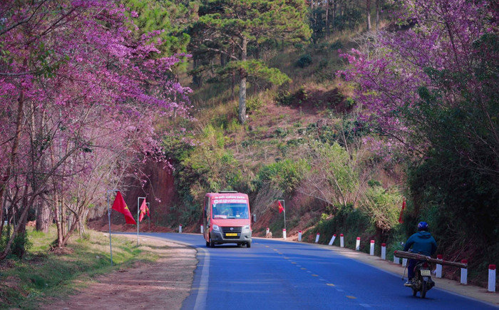 Những con đường rợp bóng hoa anh đào ở Đà Lạt. Nguồn ảnh: Page Yêu Đà Lạt