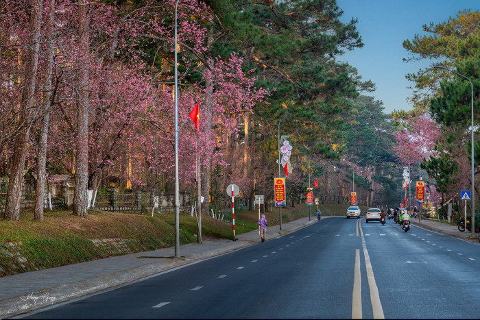 Mùa hoa anh đào 'nhuộm hồng' Đà Lạt Ảnh 8