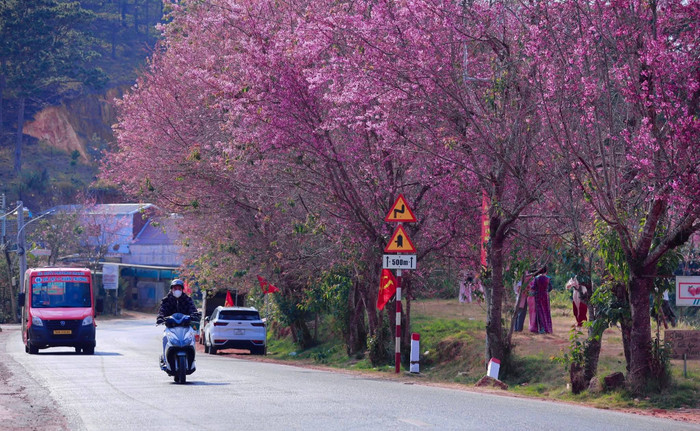 Mùa hoa anh đào 'nhuộm hồng' Đà Lạt Ảnh 1