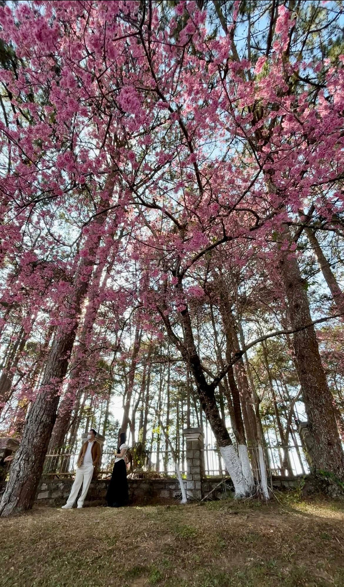 Trên đường Hùng Vương, những cây hoa anh đào khoe sắc. Nguồn ảnh: Page Yêu Đà Lạt