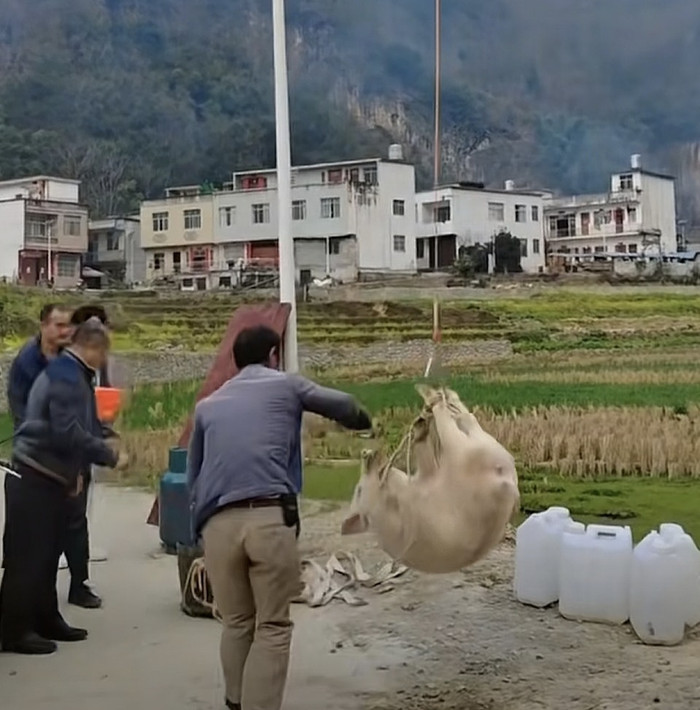 Con lợn lơ lửng trên trời suốt nhiều giờ, cảnh tượng khiến dân làng xôn xao Ảnh 3