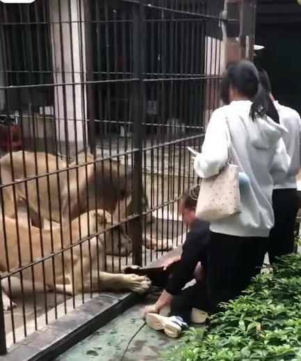 Đang cho sư tử ăn trong vườn thú, bé gái gặp sự việc kinh hoàng khiến ai cũng hốt hoảng Ảnh 1