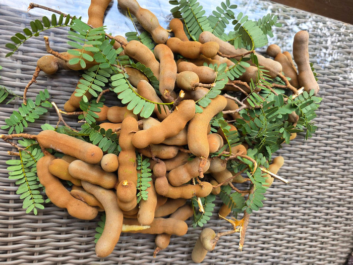 H'Hen Niê còn ngỏ lời mời nếu ai đến nhà chơi, cô sẽ mời thử loại quả này.