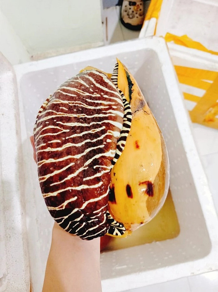 Những con ốc giác với nhiều kích cỡ khác nhau.