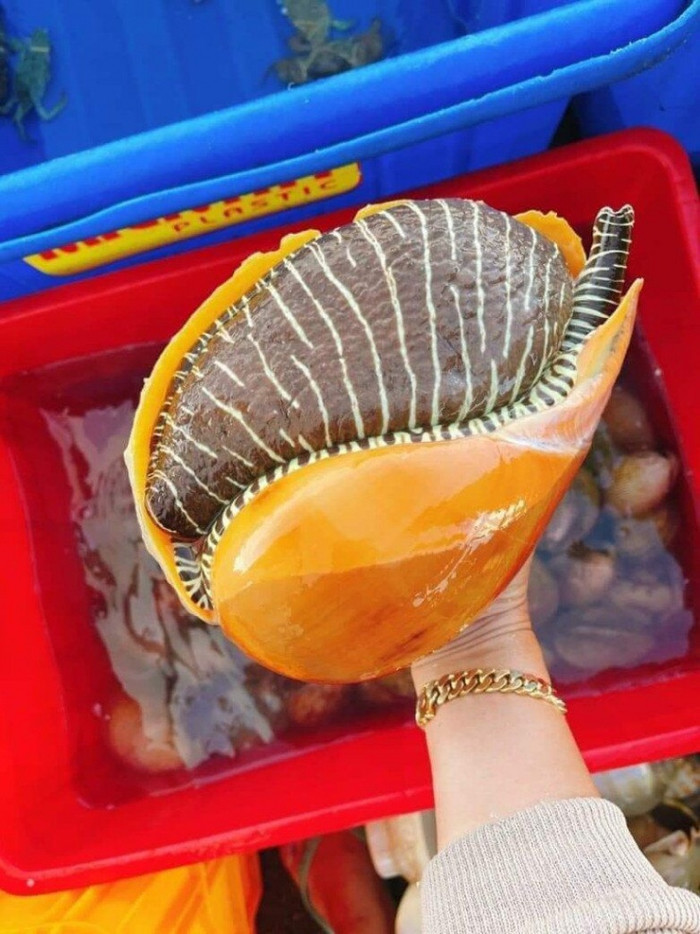 Cận cảnh loài ốc có giá 1 triệu/con, có con nặng lên tới 5kg Ảnh 4