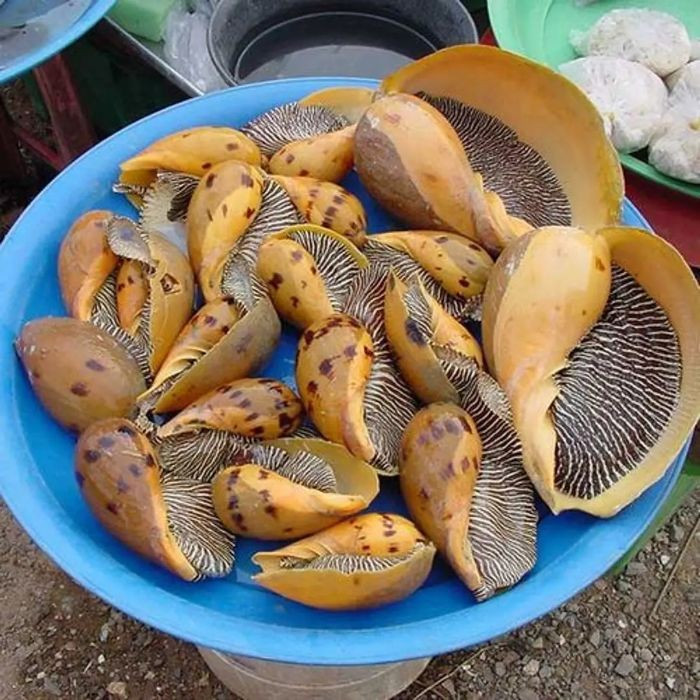 Cận cảnh hình ảnh loại ốc giác.