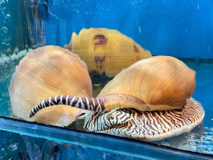 Con ốc giá trưởng thành có thể đạt 5kg.