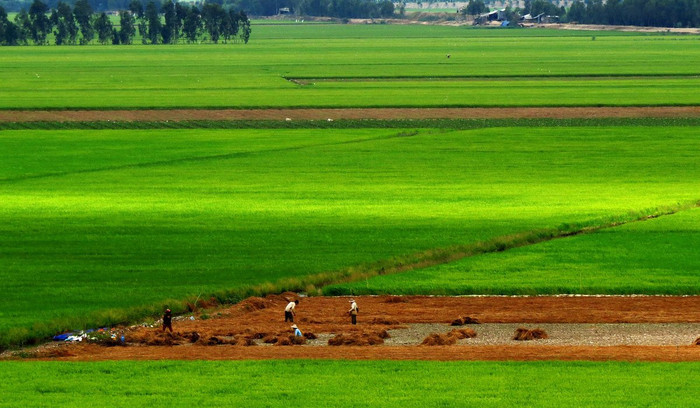 Trở về cội nguồn của Nam Em, tận hưởng cuộc sống yên bình miền sông nước Ảnh 5