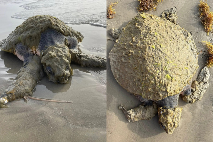 Loài sinh vật quý hiếm nhất thế giới trôi dạt vào bờ biển, được phát hiện trong tình trạng thương tâm Ảnh 1