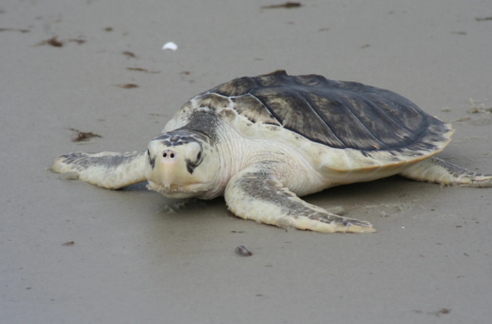 Loài sinh vật quý hiếm nhất thế giới trôi dạt vào bờ biển, được phát hiện trong tình trạng thương tâm Ảnh 3