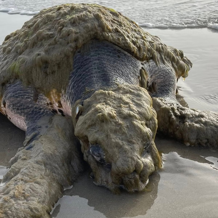 Loài sinh vật quý hiếm nhất thế giới trôi dạt vào bờ biển, được phát hiện trong tình trạng thương tâm Ảnh 4