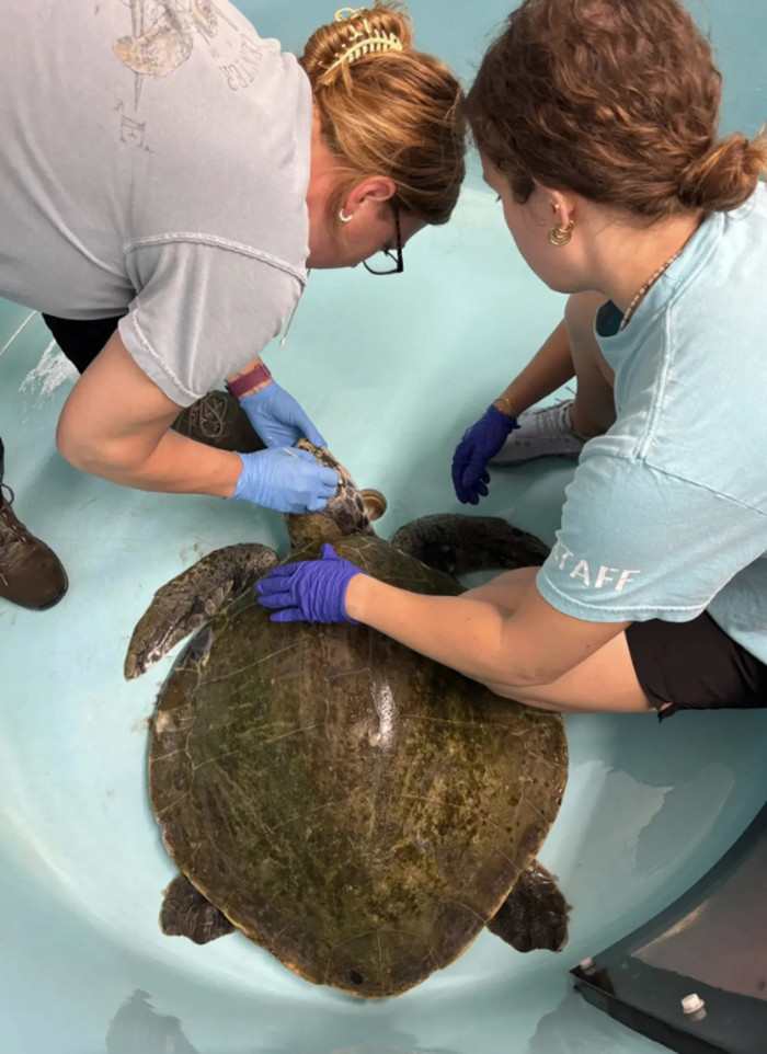 Loài sinh vật quý hiếm nhất thế giới trôi dạt vào bờ biển, được phát hiện trong tình trạng thương tâm Ảnh 2