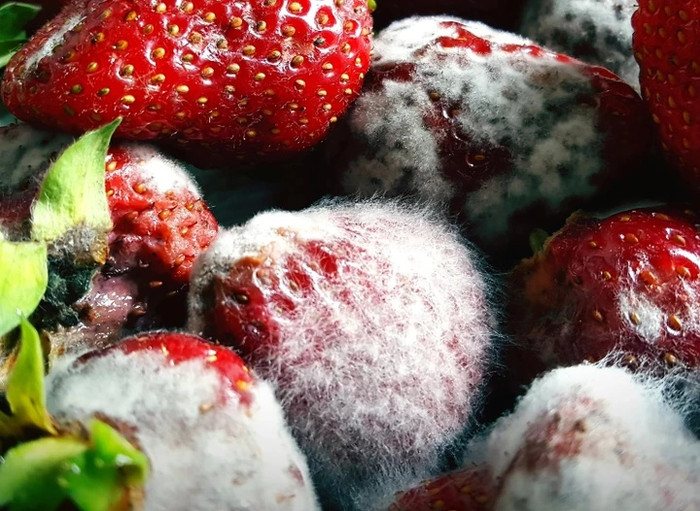 Khi gặp trái cây bị dập, hư thối, chúng ta không nên tiếc rẻ mà tiếp tục sử dụng, điều này rất có hại cho sức khoẻ. Ảnh minh hoạ