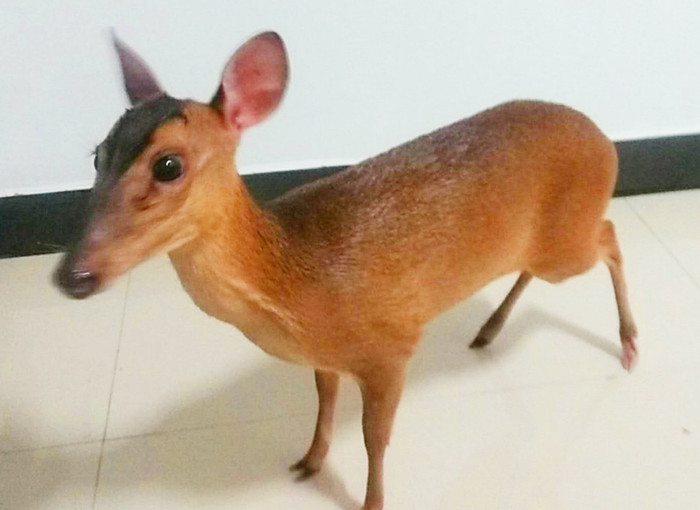 Loài vật có tiếng kêu như tiếng người, thưởng 1,2 triệu đồng khi tiêu diệt mỗi con Ảnh 1