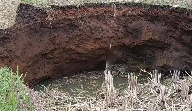 Ruộng lúa bỗng xảy ra hiện tượng lạ, người dân kéo nhau đến xem Ảnh 2