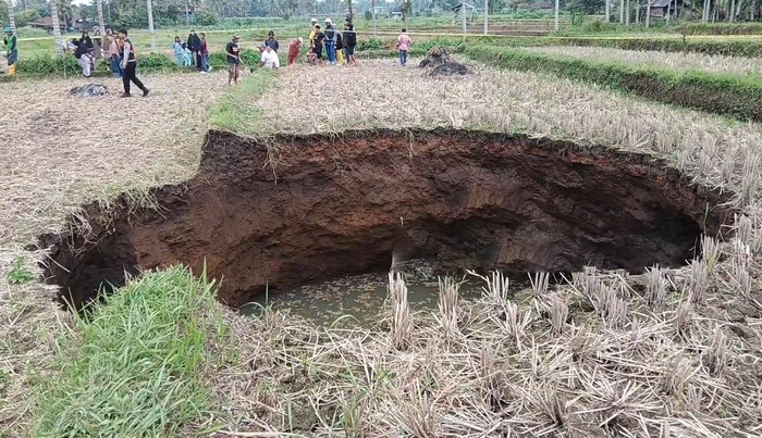 Ruộng lúa bỗng xảy ra hiện tượng lạ, người dân kéo nhau đến xem Ảnh 1