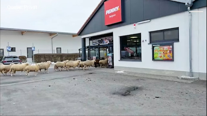 50 con thú 'tấn công' siêu thị, nhiều khách hàng hoảng loạn Ảnh 1