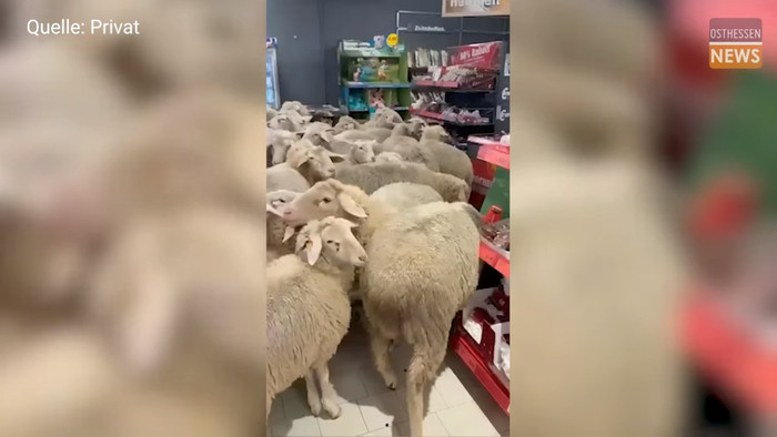 50 con thú 'tấn công' siêu thị, nhiều khách hàng hoảng loạn Ảnh 2