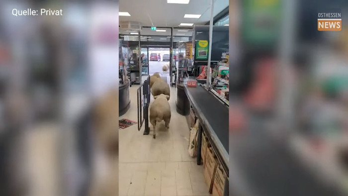 50 con thú 'tấn công' siêu thị, nhiều khách hàng hoảng loạn Ảnh 3