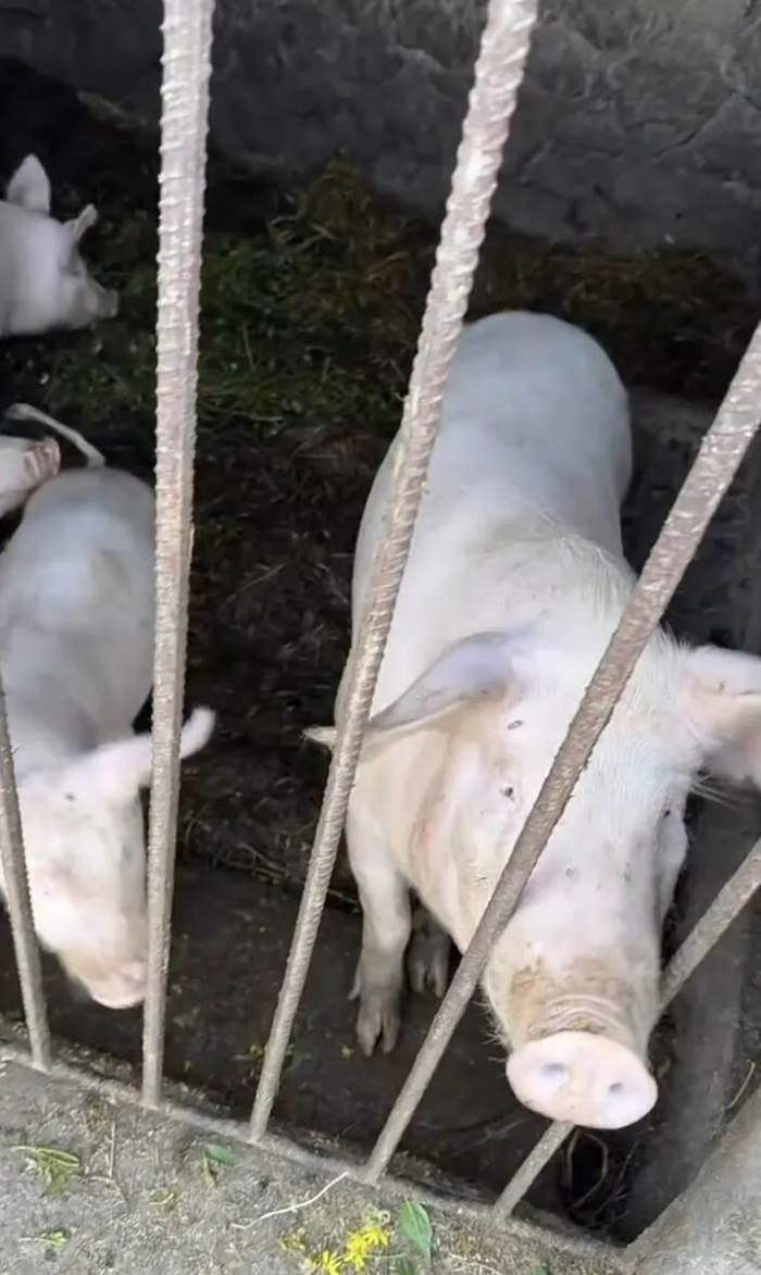 Bà Wen cho biết bà sẽ giết một trong những con lợn bà mang về nhà để làm thịt muối cho Tết Nguyên đán. Ảnh: The Paper