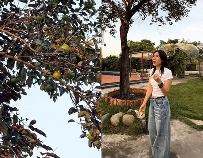 Cảnh tượng cây vú sữa ra trái sum suê trong sân vườn của Mỹ Tâm khiến nhiều khán giả thích thú.&nbsp;