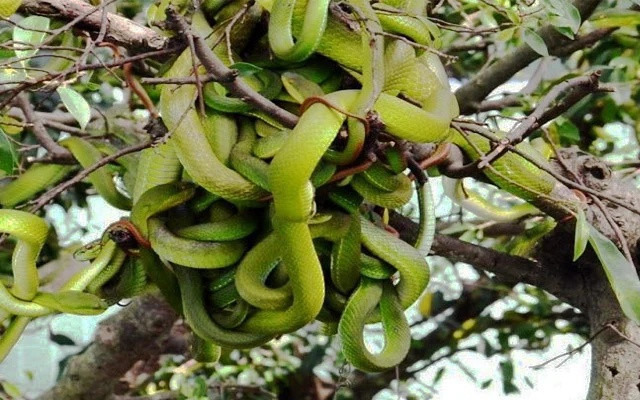 Ở quê Nam Em có một điểm đến 'rợn người' nhưng lại hút khách bậc nhất miền Tây Ảnh 3