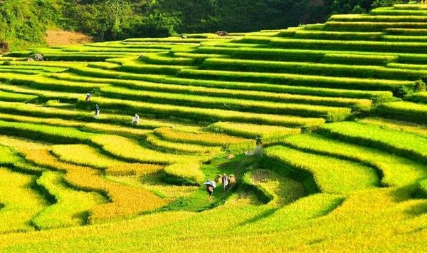 Ảnh: báo Lao Động