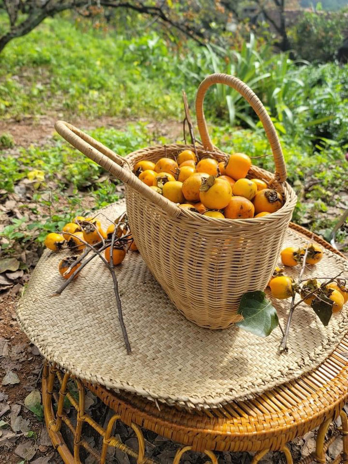 Mùa hồng ở Nam Anh thường bắt đầu từ cuối tháng 10, đầu tháng 11. Ảnh: báo Nghệ An
