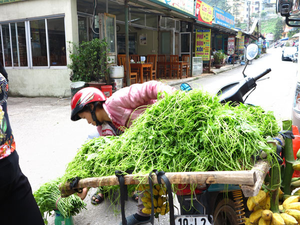 Rau su su, quả su su được người dân mang đi chợ bán. Ảnh: báo Thanh Niên