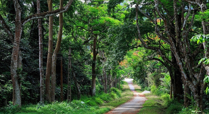 Vườn quốc gia Cúc Phương là nơi cư trú của nhiều loài động, thực vật quý hiếm. Ảnh: KTMT&nbsp;
