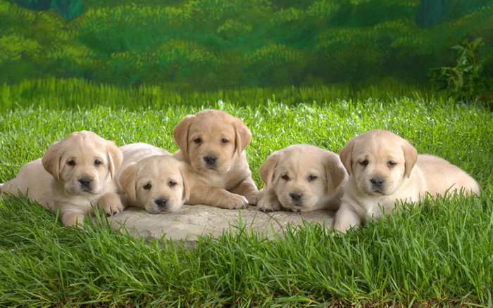 4 con giáp sống trọng tình nghĩa, không bao giờ quên ơn người từng giúp đỡ Ảnh 3