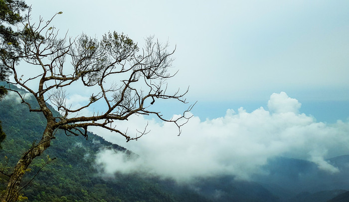 Biển mây ở Tam Đảo. Ảnh: Sưu tầm