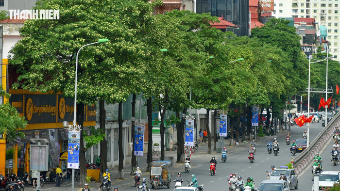 Hàng cây hoa sữa trên đường Nguyễn Chí Thanh. ẢNH: ĐÌNH HUY
