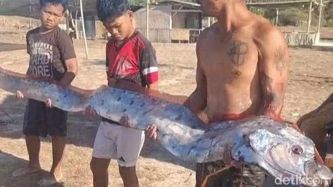 Phát hiện cá mái chèo (oarfish), còn được gọi là “cá tận thế”, tại bãi biển Pink, làng Sekaroh, huyện Jerowaru, Đông Lombok, Tây Nusa Tenggara (NTB), Indonesia, ngày thứ Ba (25/8/2026). (Ảnh: Tư liệu/Facebook @Baiq Kolby).